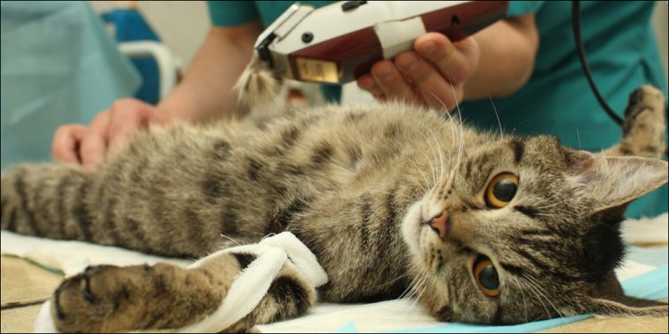 Bukan Menyiksa, Ini 6 Manfaat Steril Kucing Jantan