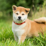 Shiba Inu hingga Akita: Mengenal Ras Anjing Asli Jepang