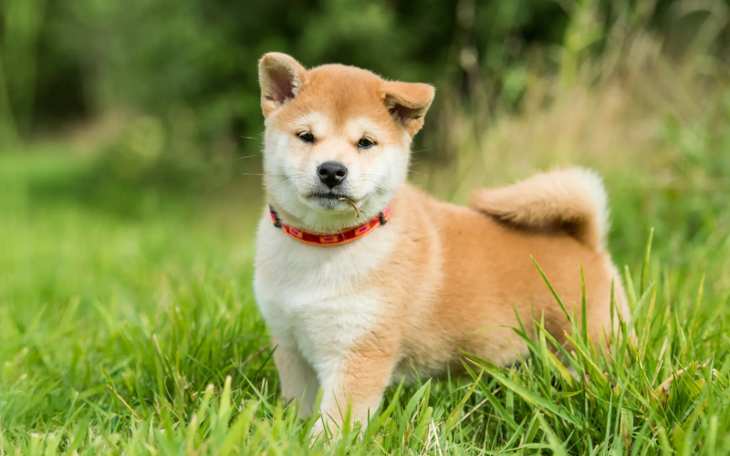 Shiba Inu hingga Akita: Mengenal Ras Anjing Asli Jepang