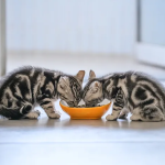 Penyebab Kucing Mencret dan Tips Pencegahannya