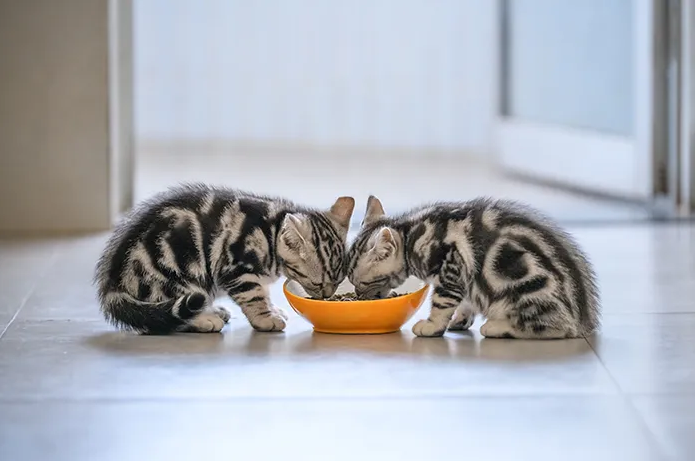 Penyebab Kucing Mencret dan Tips Pencegahannya