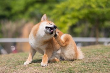 Penyebab dan Cara Mengatasi Masalah Kulit pada Anjing